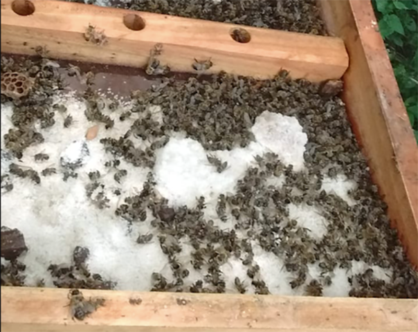 abelhas mortas por agrotóxico