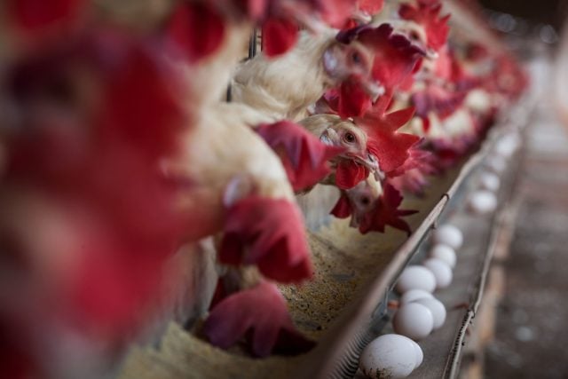 curso sobre aves e suínos