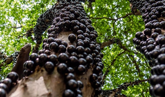 jabuticaba