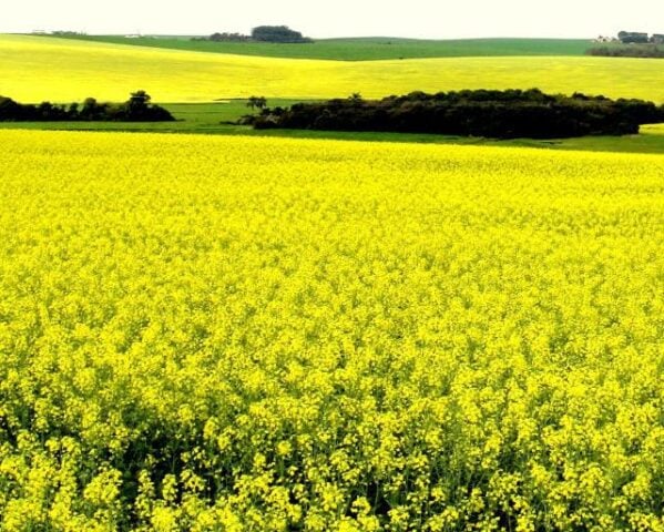 canola