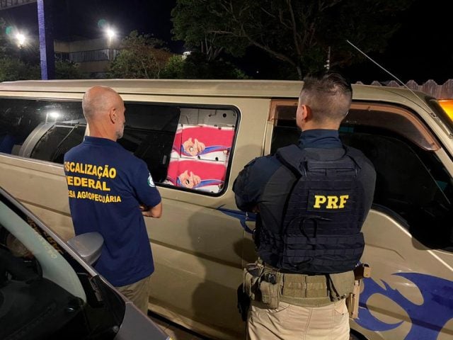 Mapa, fiscalização, operação, alho, cebola