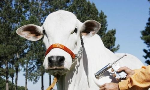 Pecuarista de Goiás vence Prêmio Desafio Pecuária Responsável - faep