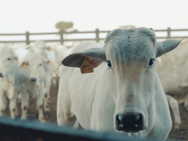 reducao-marca-a-fogo-substituicao-brincos-bottons-fazenda-sao-clemente-agropecuaria-marcondes-cesar-bem-estar-animal-640x480-4 boi, preços