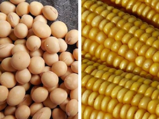 soja e milho, usda, grãos na Bolsa de Chicago