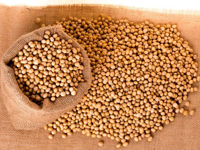 soja, grãos
