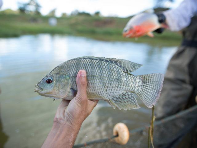tilápia, piscicultura, peixe, alevino