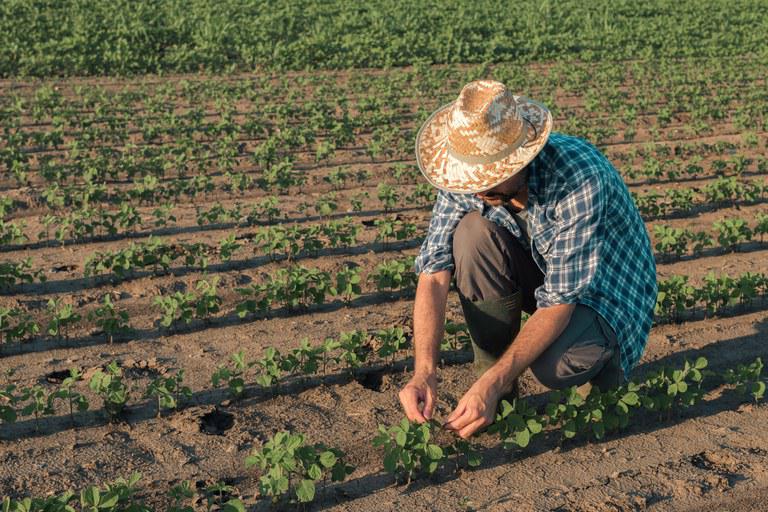 agricultura familiar lavoura fazenda produtor governo