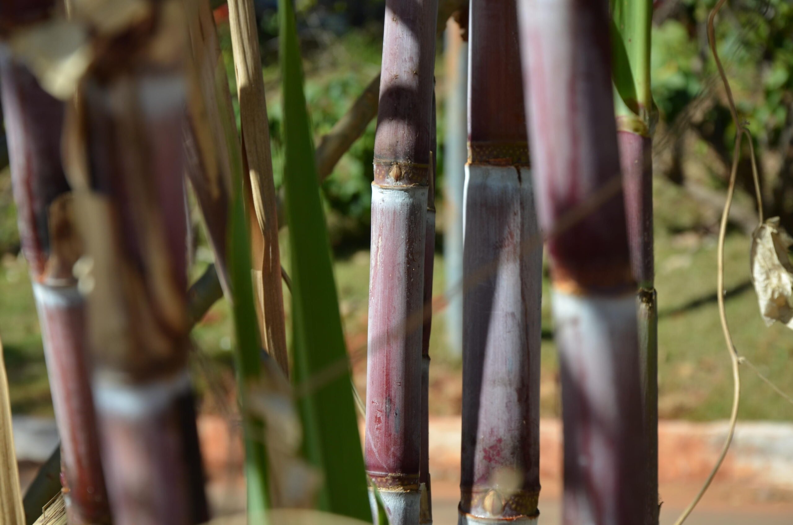 cana-de-acucar-foto-embrapa-agroenergia-scaled-2 cana-de-açúcar - vbp dp agro mineiro