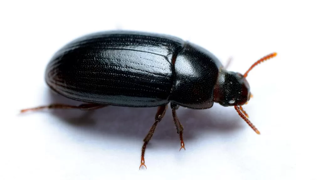 cascudinho-2 Cascudinho