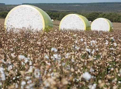 congresso brasileiro do algodão
