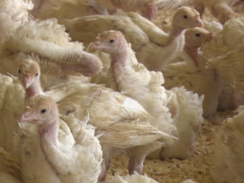 ligados e integrados