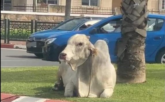 gado brasileiro no marrocos
