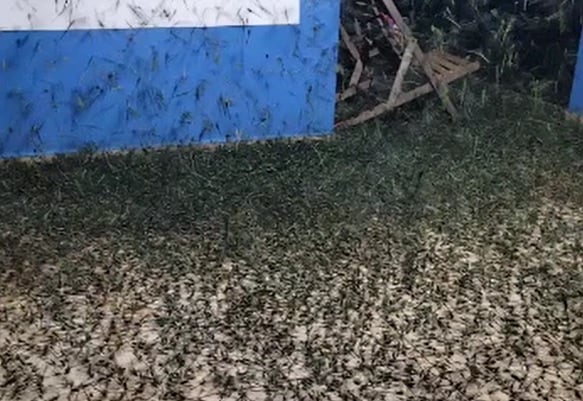 Gafanhotos em Campo Novo do Parecis