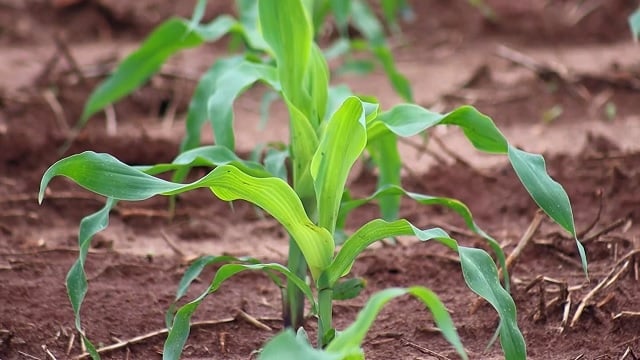 Mais Milho Família Burgel Foto Canal Rural Mato Grosso3 Mais Milho Família Burgel Foto Canal Rural Mato Grosso3