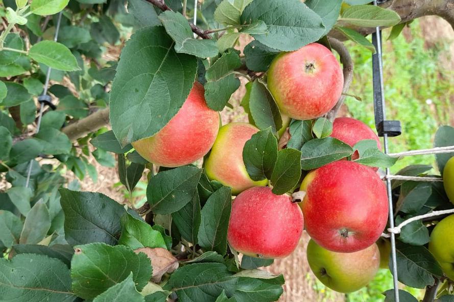 normal_whatsapp_image_20201209_at_14-27-35-1 maçã