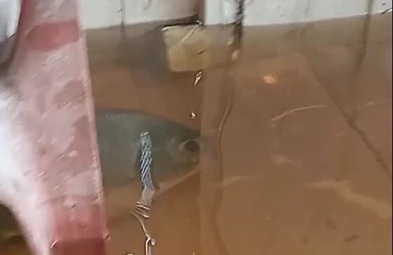 pacu cozinha casa alagada cáceres