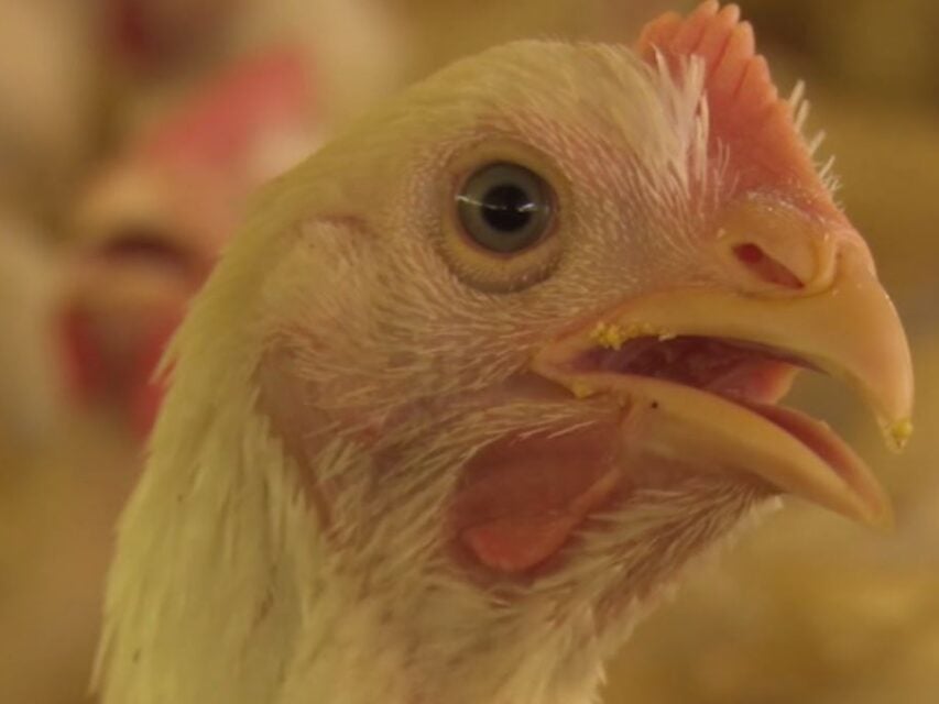 frango, manual avicultura,probióticos