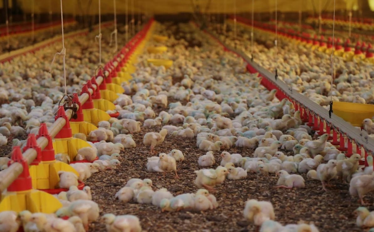 santa catarina, aves, gripe aviária - energia