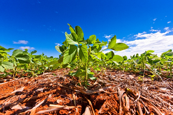 dia mundial do solo - dicas para a lavoura