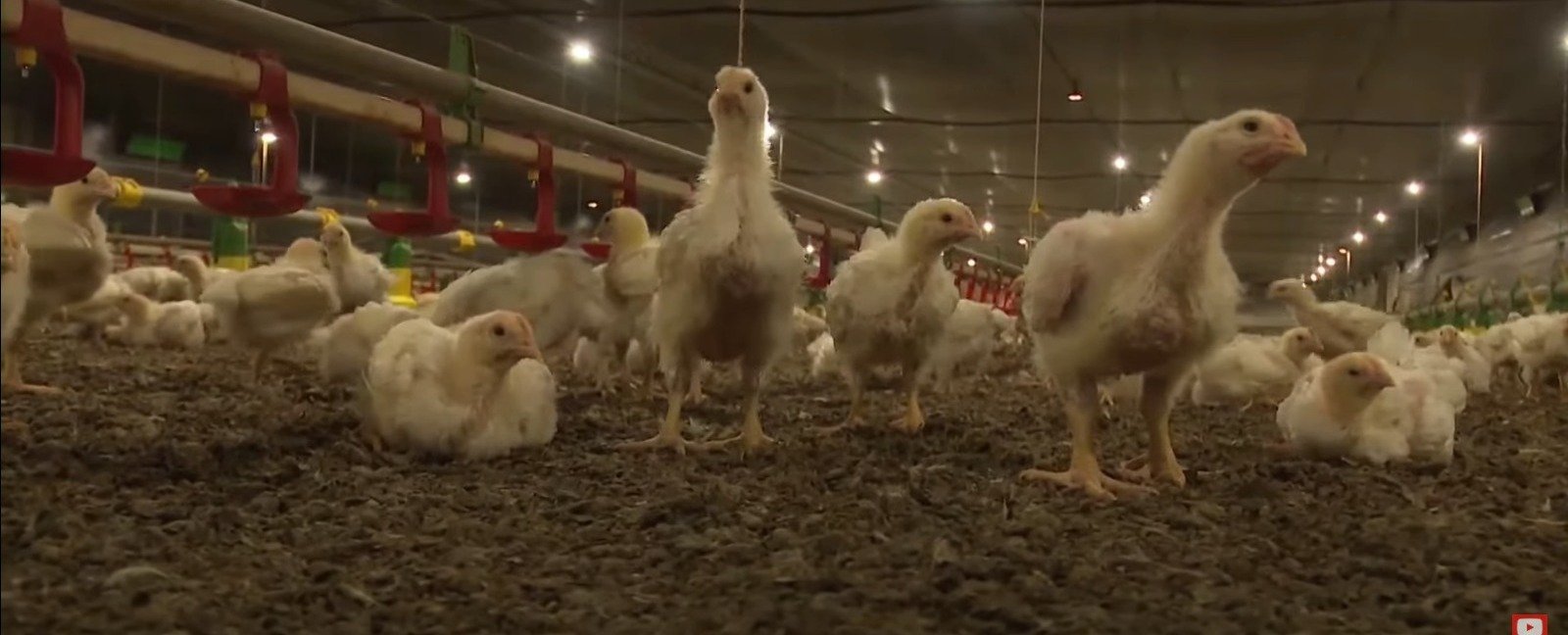 amônia, pintinho, galinha