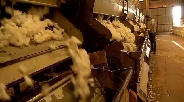 algodão mato grosso canal rural mato grosso pedro silvestre