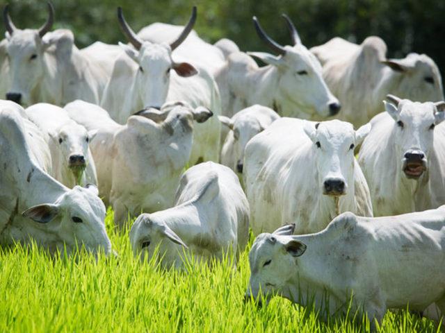 boiada gado bovino arroba do boi gordo carne bovina