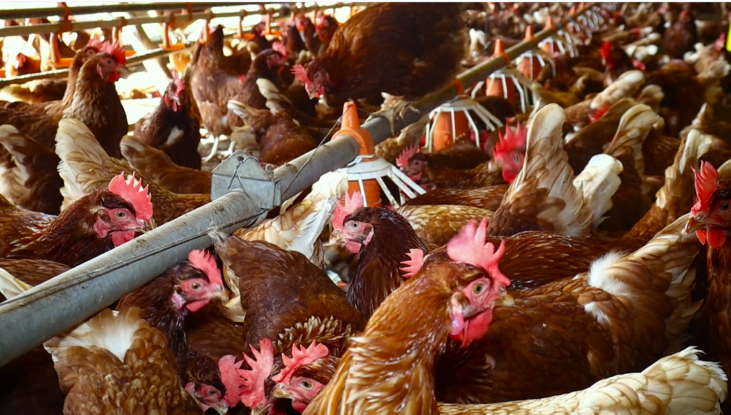 galinhas para postura de ovos