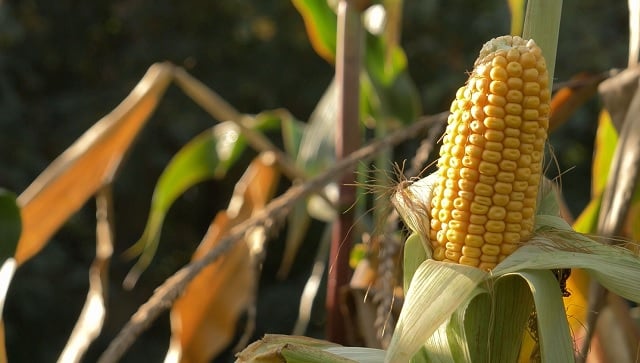Mais Milho Especial Foto Leandro Balbino Canal Rural Mato Grosso
