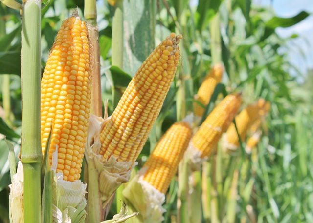 Integração lavoura-pecuária ajuda a acumular carbono no solo