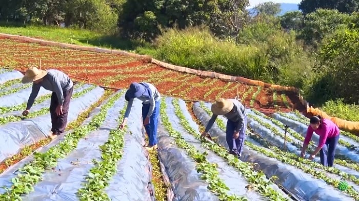 morango_2023-05-22-201219_lnit-1