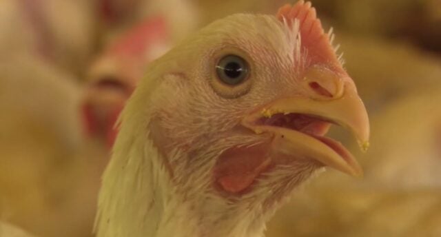 frango, manual avicultura,probióticos