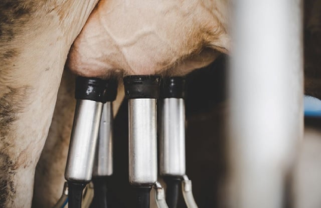 pecuária leiteira - leite - subcomissão na câmara