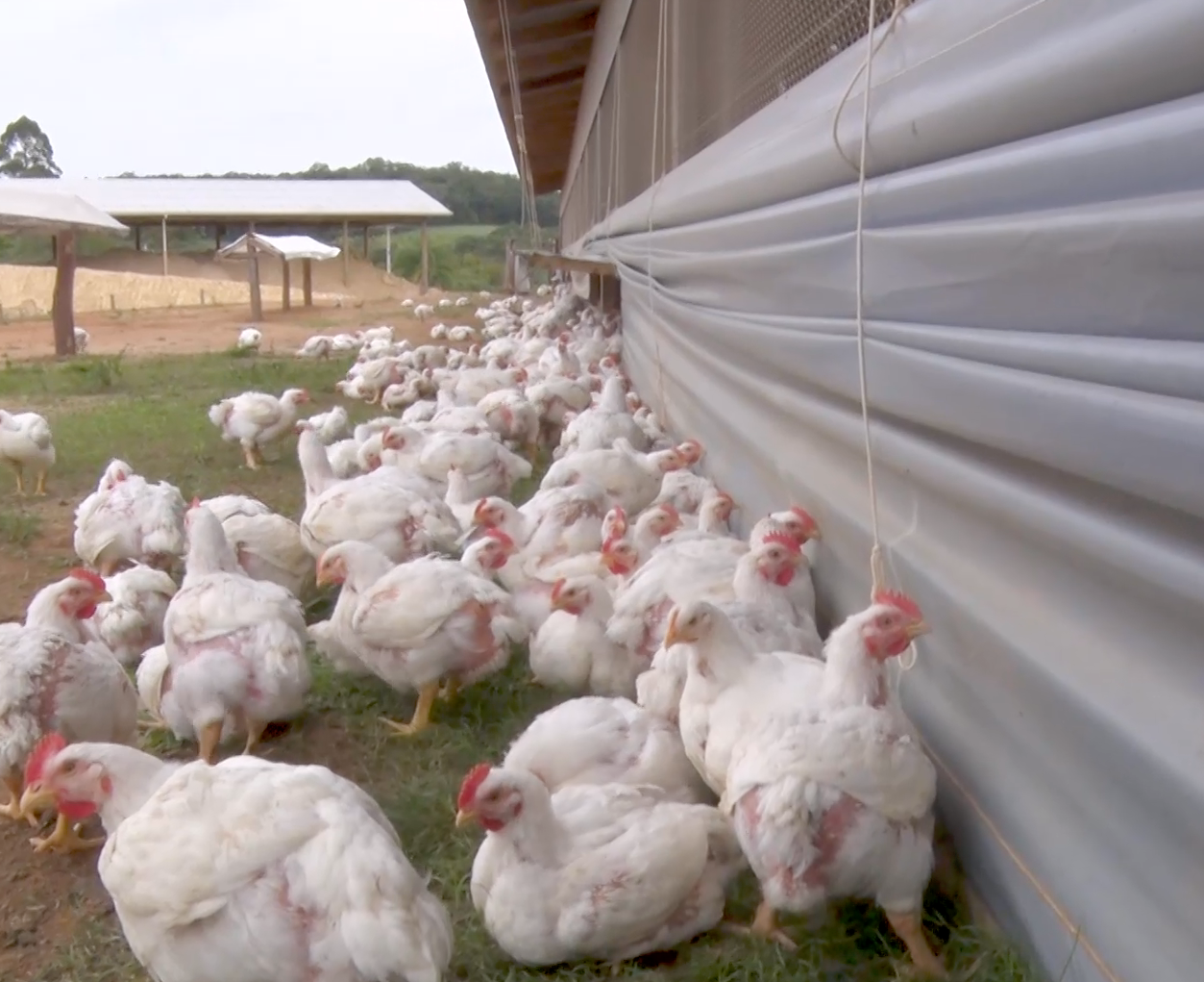 gripe aviária, ave, galinha