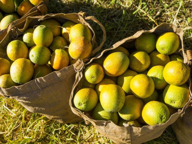 29303285508_9cd650fd99_k-640x480-2 colheita de laranja, frutas