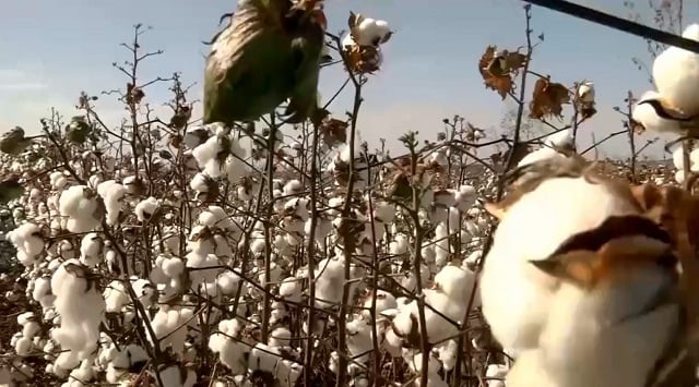 algodão mato grosso canal rural mato grosso pedro silvestre