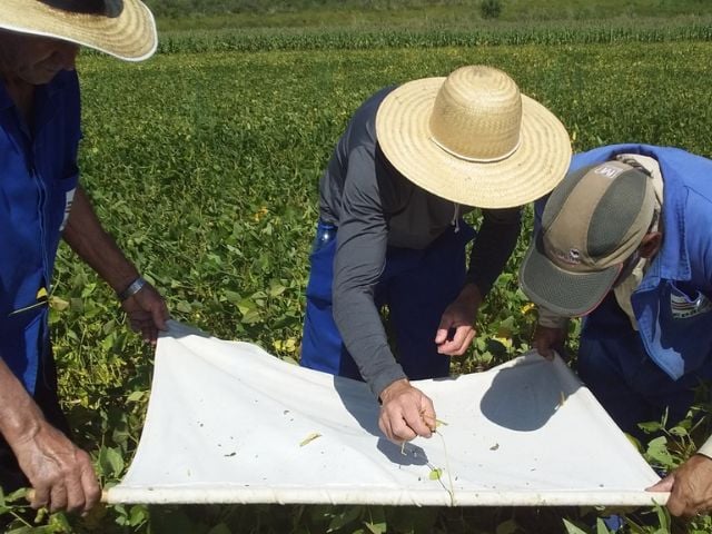 Técnica de batida de pano na soja