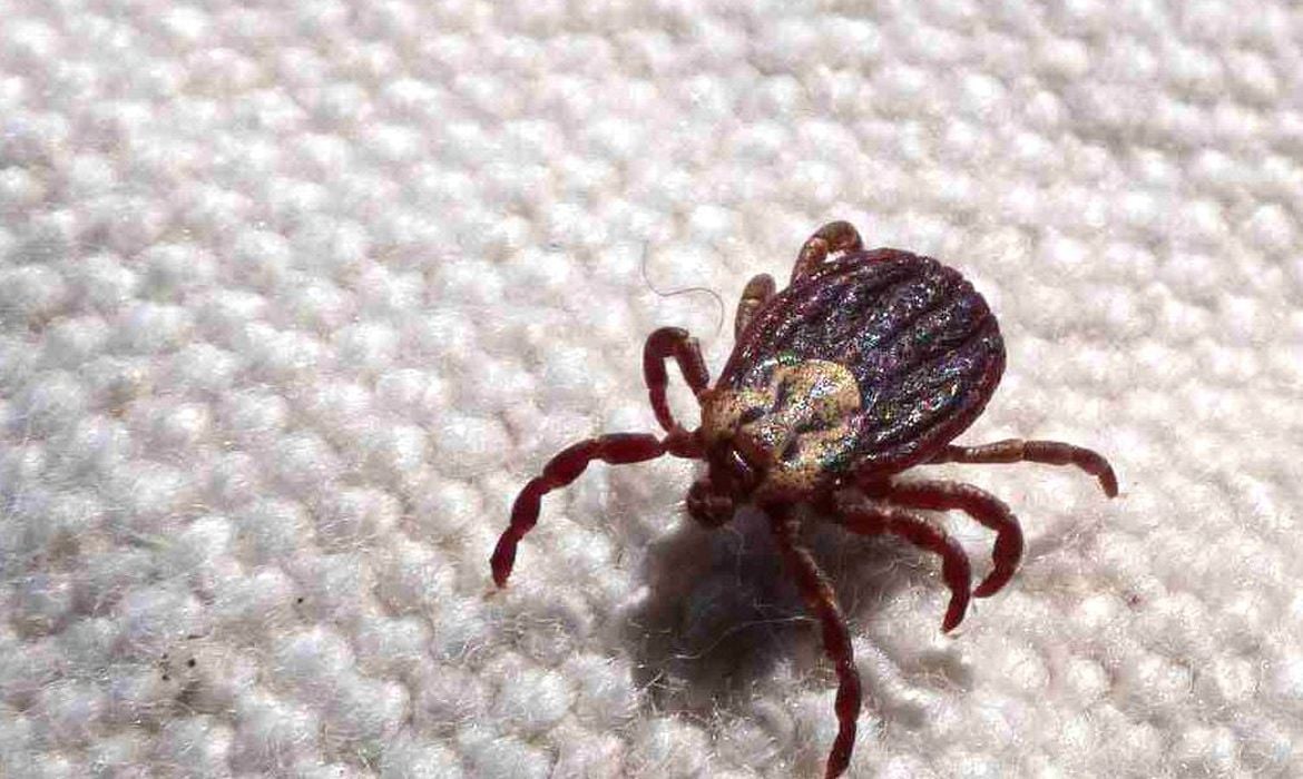 carrapato-estrela, transmissor da febre maculosa