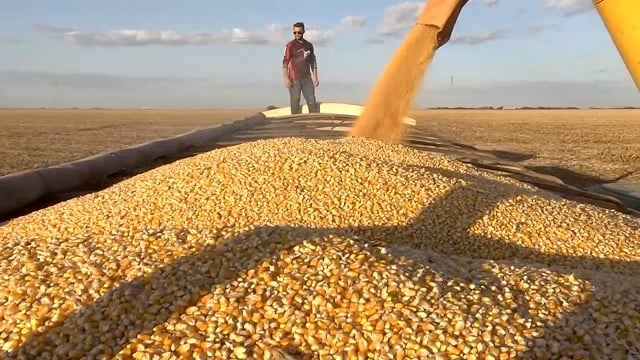 colheita milho mato grosso foto canal rural mato grosso4