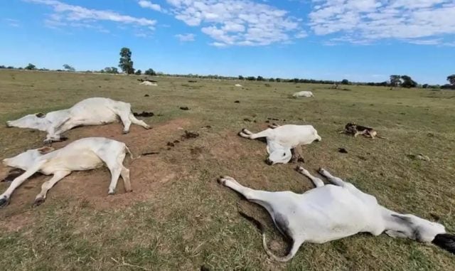 gado morto por onda de frio no Pantanal