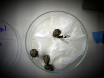 Proteína pode ajudar no desenvolvimento de vacina contra febre maculosa; entenda