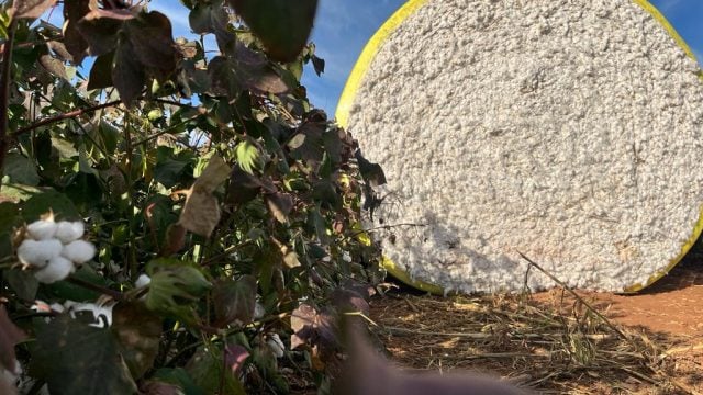 Algodão Mato Grosso