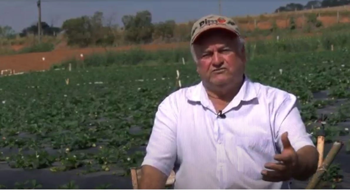 agricultor02-2 Osvaldo Maziero, agricultor de Atibaia (SP)