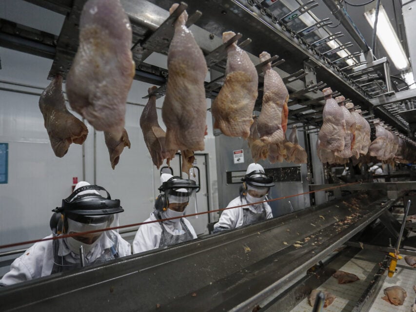 paraná-abate-frango