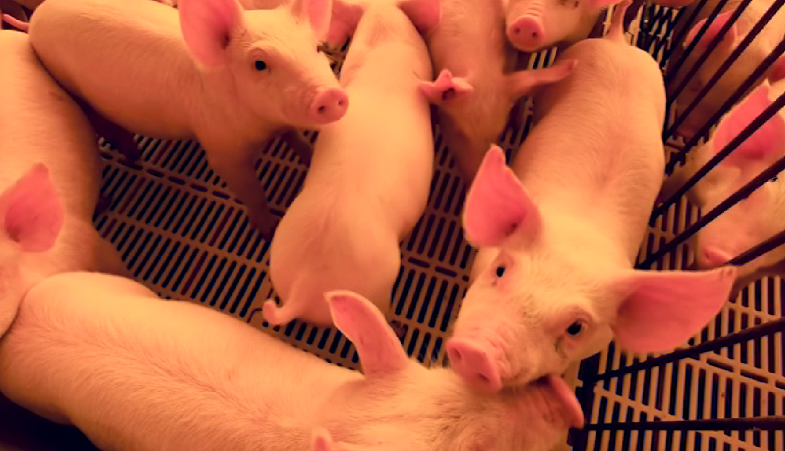 captura-de-tela-2020-04-14-acc80s-19-36-54-1-1 custo de produção, suínos