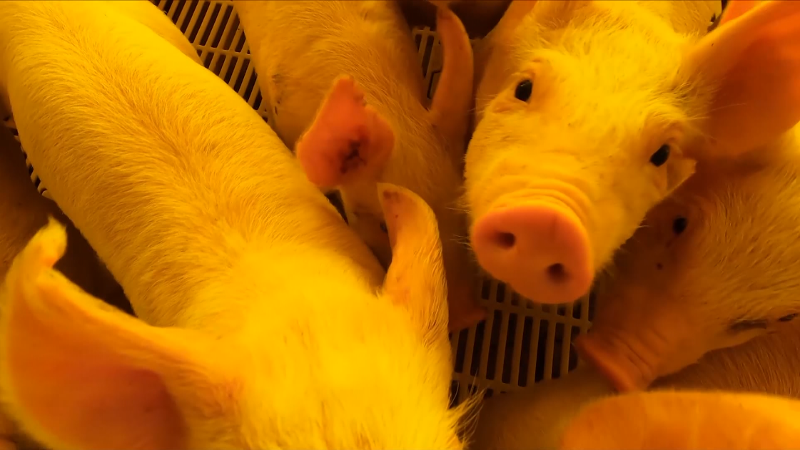 captura-de-tela-2022-05-16-110659-1 Suinocultura, doença