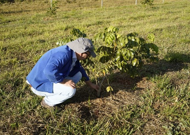 enxertia-multiplicacao-embrapa-640x457-1