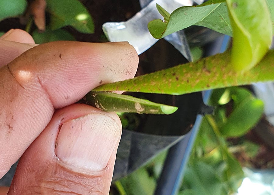 enxertia-multiplicacao-embrapa-cerrado-1 Pesquisadores conseguem produzir mudas de baru por meio de enxertia