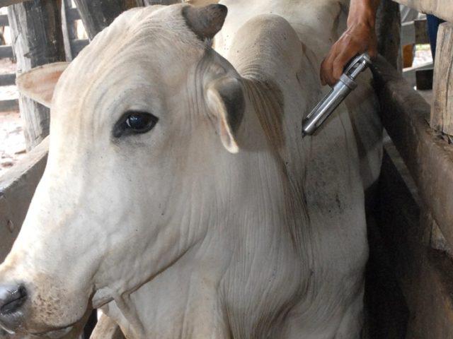 febre-aftosa-640x480-2 bovino sendo vacinado contra febre aftosa - - Prêmio Desafio Pecuária Responsável