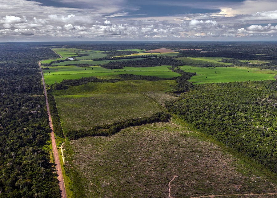 floresta-amazonia-1-1