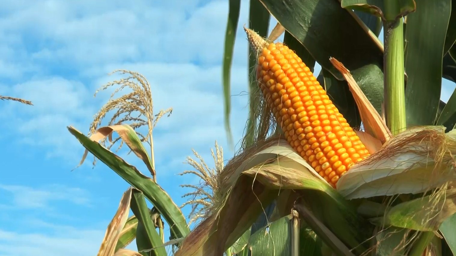 mais-milho-especial-maracaju-ms-foto-canal-rural-mato-grosso-1 mais milho especial maracaju ms foto canal rural mato grosso